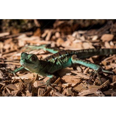 Basilisco esmeralda de doble cresta - Basiliscus plumifrons (Medianos )